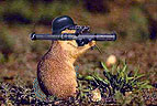Beware of the Squirrels!